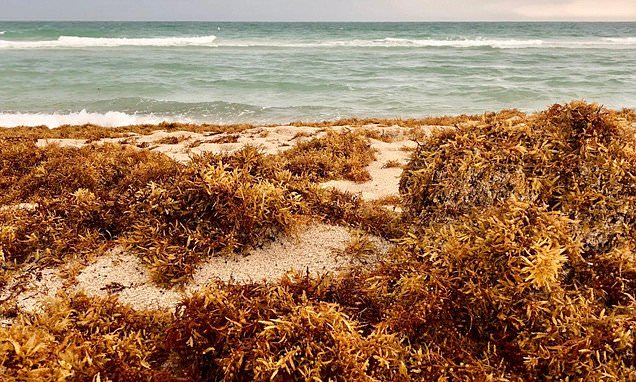 seaweed