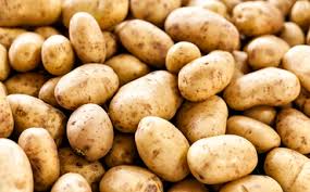 Early-Start-for-2025-2026-White-Potato-Season-Announced