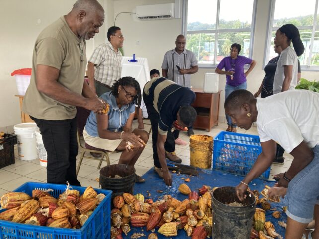 FAO-Mission-Highlights-Strong-Potential-for-Dominicas-Cocoa-Industry